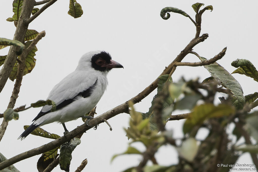 Masked Tityraadult