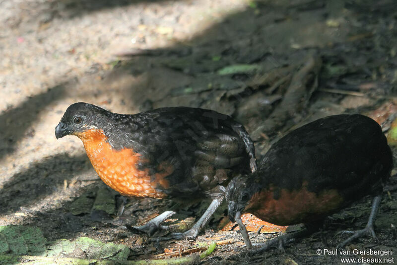 Dark-backed Wood Quail