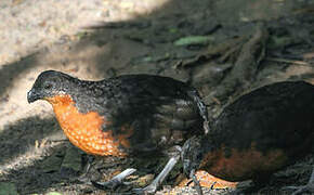 Dark-backed Wood Quail