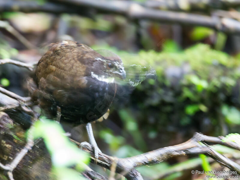 Black-breasted Wood Quail