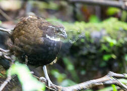 Black-breasted Wood Quail