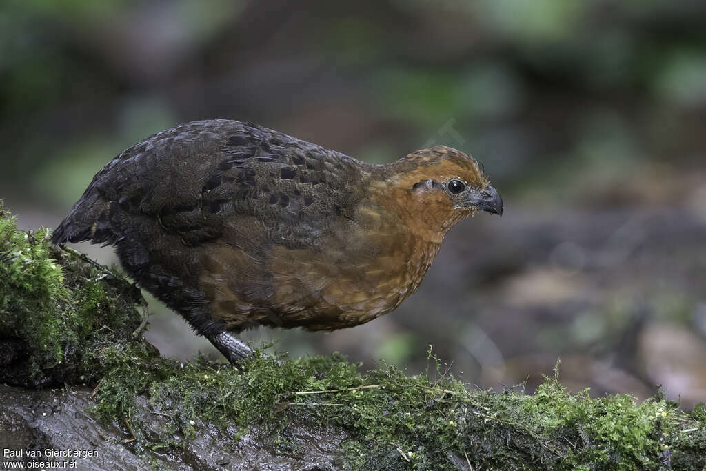 Chestnut Wood Quail male subadult, identification