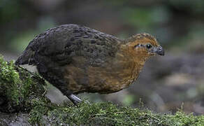 Chestnut Wood Quail