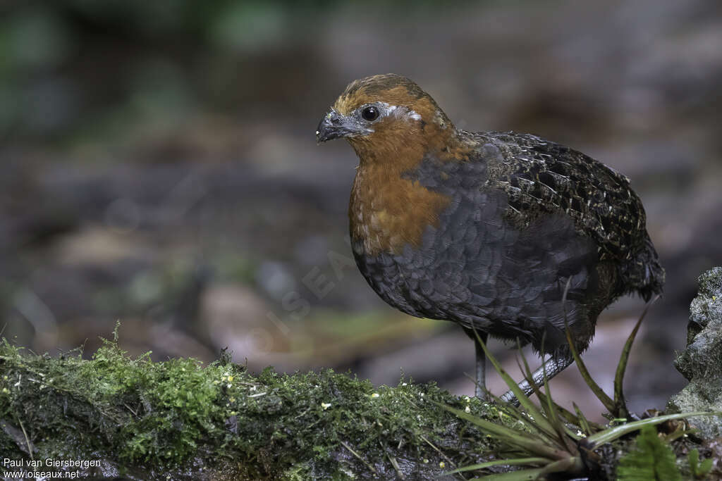 Chestnut Wood Quail female adult, identification