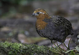 Chestnut Wood Quail