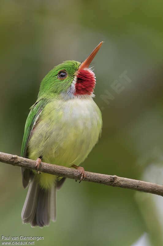 Todier de la Jamaïqueadulte, identification