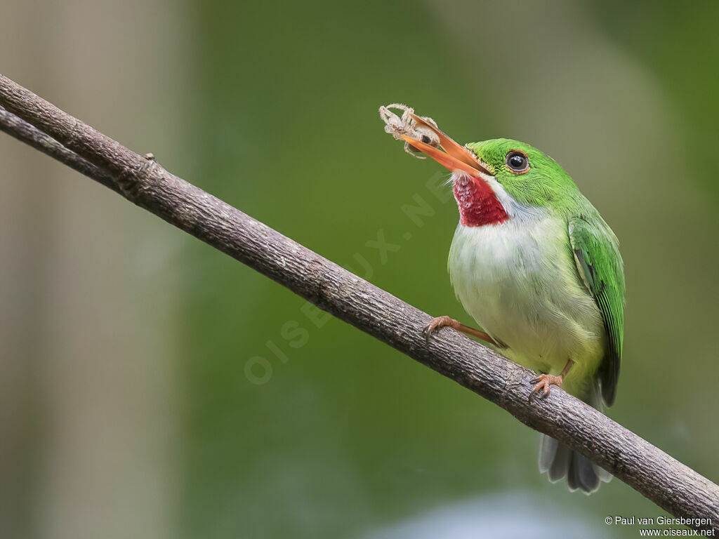 Jamaican Todyadult