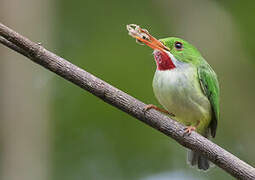 Jamaican Tody