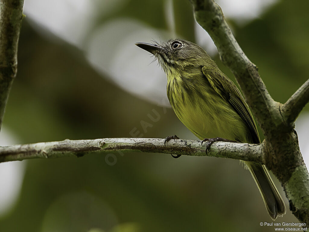 Stripe-necked Tody-Tyrantadult