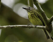 Stripe-necked Tody-Tyrant