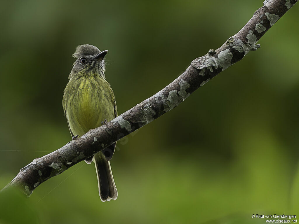 Stripe-necked Tody-Tyrantadult