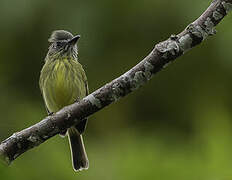 Stripe-necked Tody-Tyrant