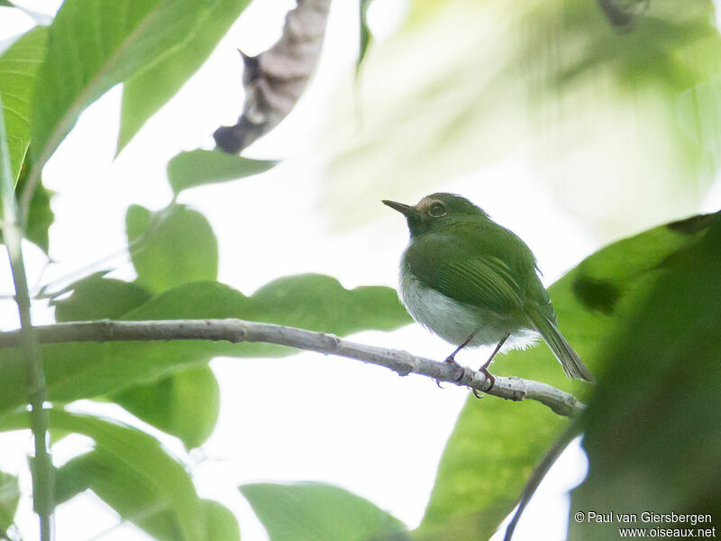 Black-throated Tody-Tyrant