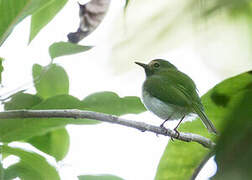 Black-throated Tody-Tyrant