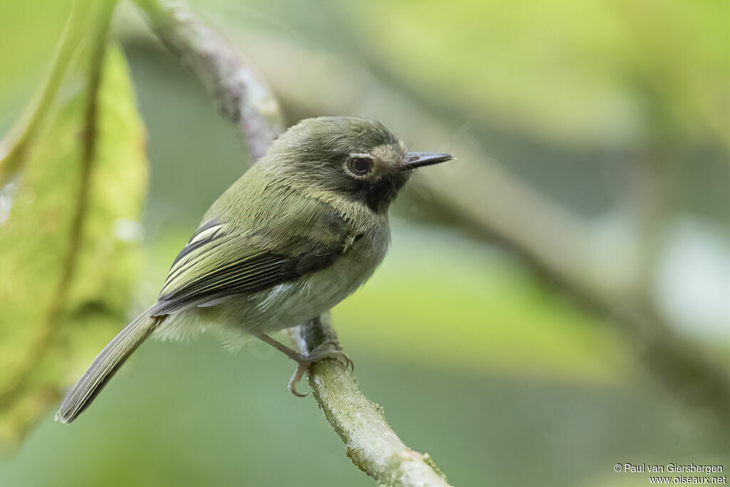 Black-throated Tody-Tyrantadult