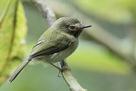 Black-throated Tody-Tyrant