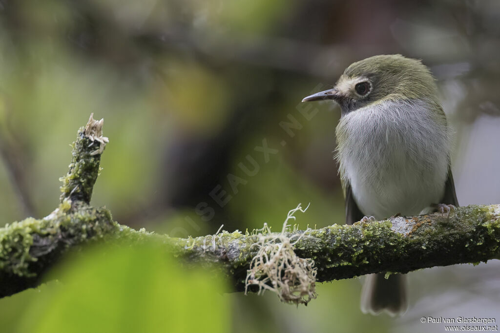 Black-throated Tody-Tyrantadult