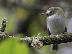 Black-throated Tody-Tyrant