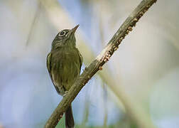 Eye-ringed Tody-Tyrant