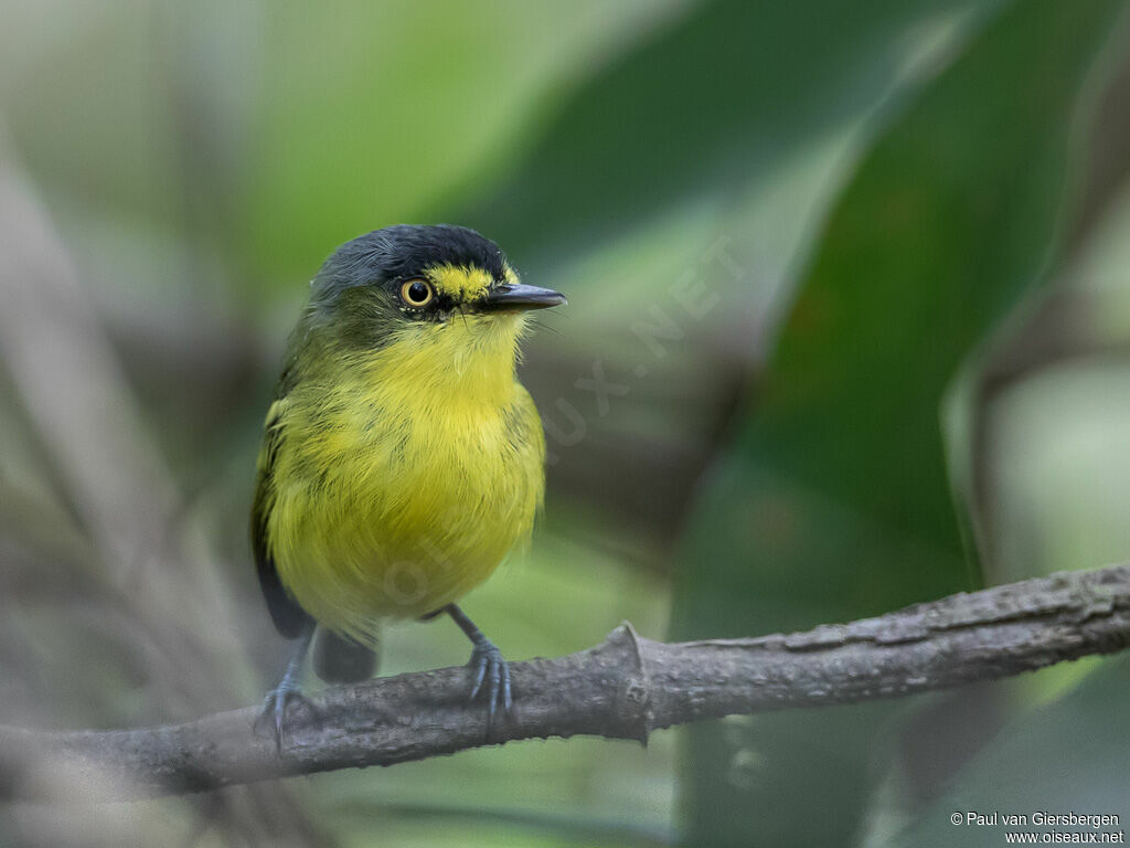 Yellow-lored Tody-Flycatcher