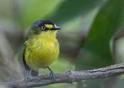 Yellow-lored Tody-Flycatcher