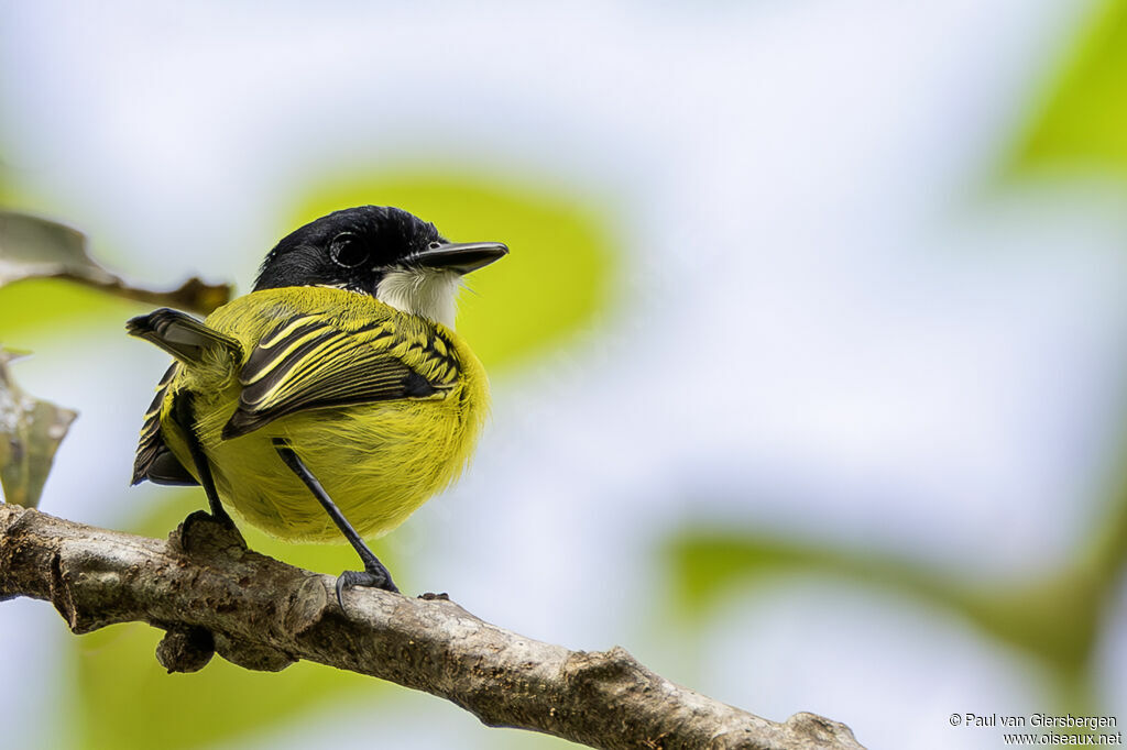 Todirostre à tête noire