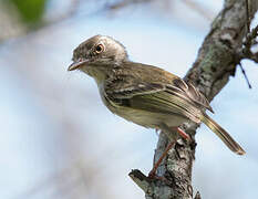 Pearly-vented Tody-Tyrant