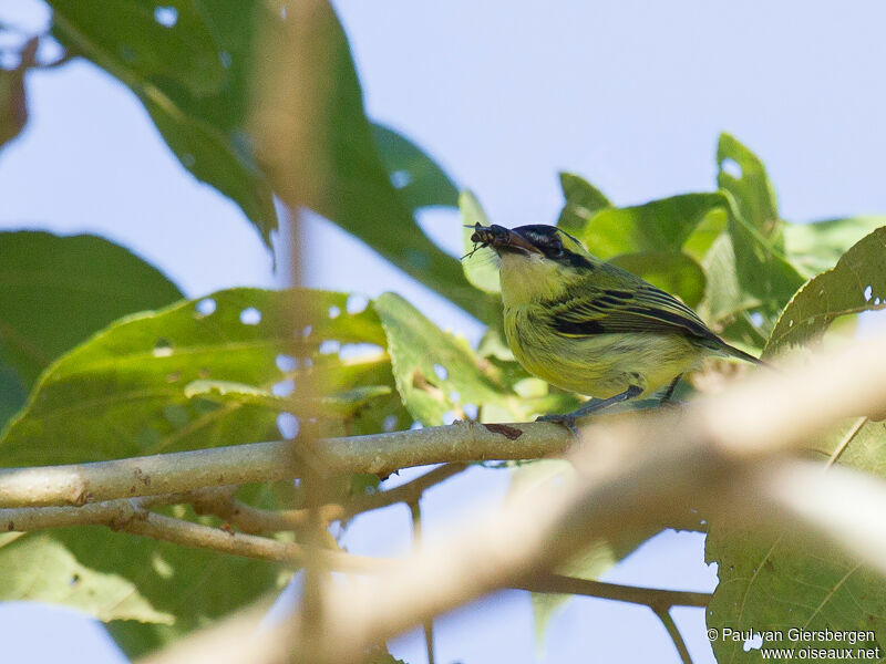 Yellow-browed Tody-Flycatcher