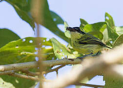 Yellow-browed Tody-Flycatcher