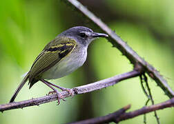 Slaty-headed Tody-Flycatcher