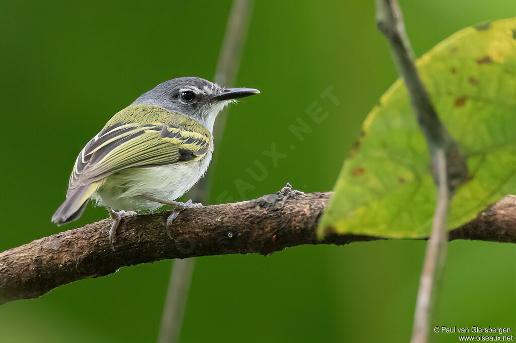 Slaty-headed Tody-Flycatcheradult