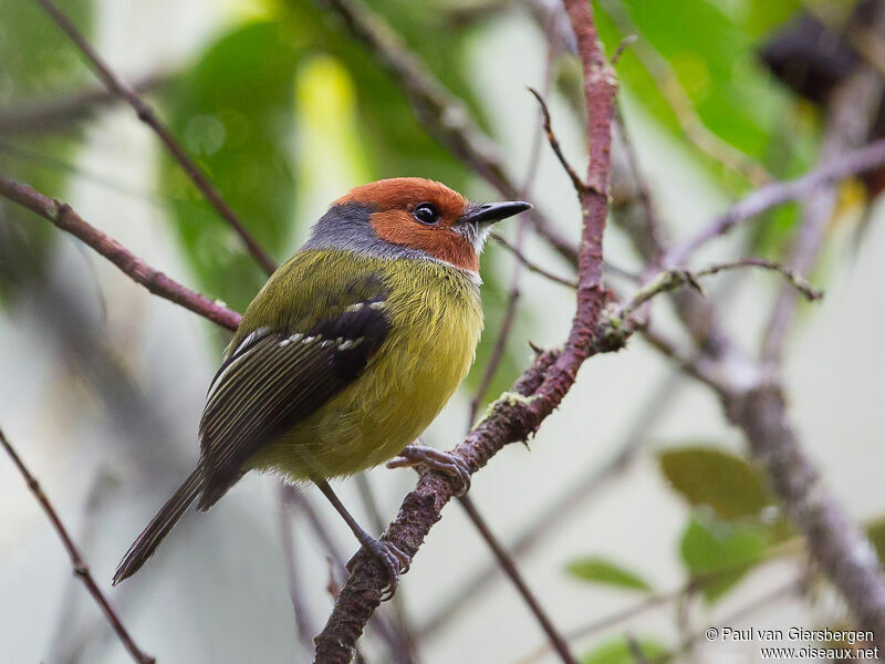 Lulu's Tody-Flycatcher