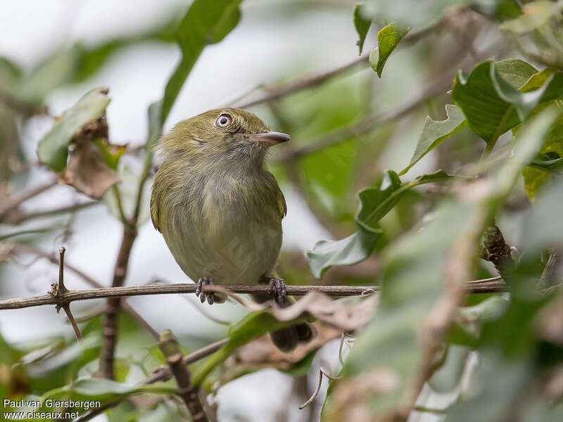 Hangnest Tody-Tyrantadult