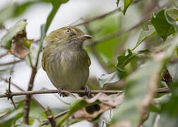 Hangnest Tody-Tyrant