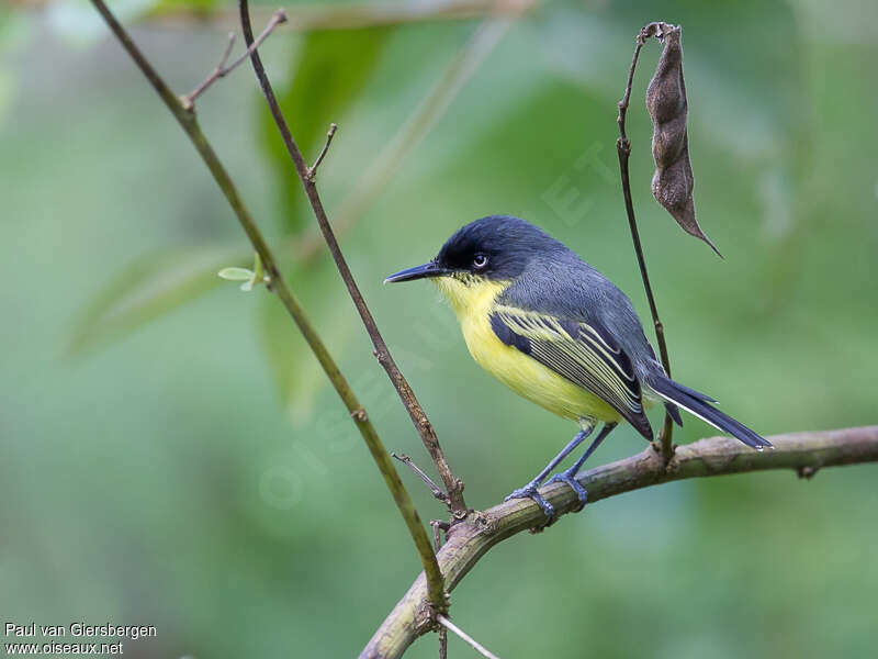 Common Tody-Flycatcher male adult, identification