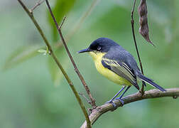 Common Tody-Flycatcher