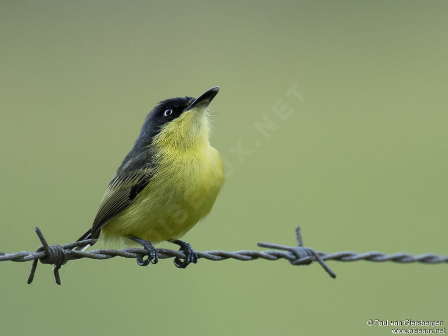 Common Tody-Flycatcheradult