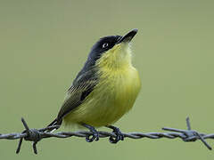 Common Tody-Flycatcher