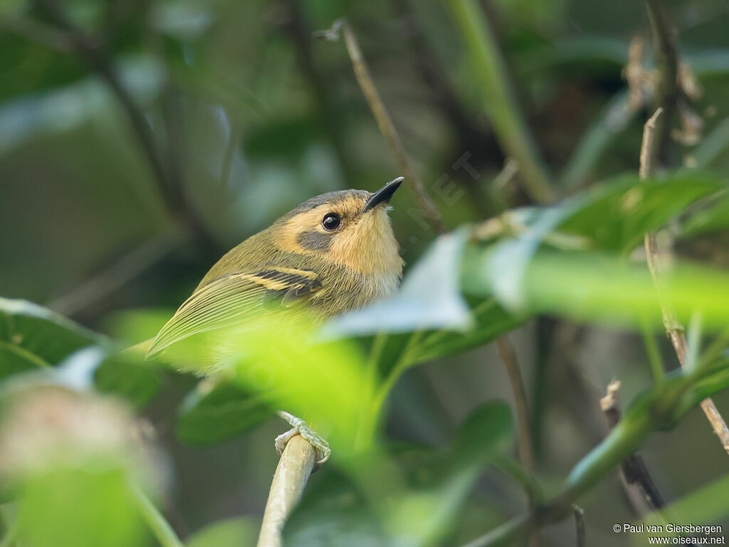 Ochre-faced Tody-Flycatcher