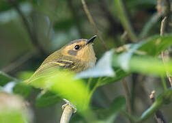 Ochre-faced Tody-Flycatcher