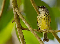 Spotted Tody-Flycatcher