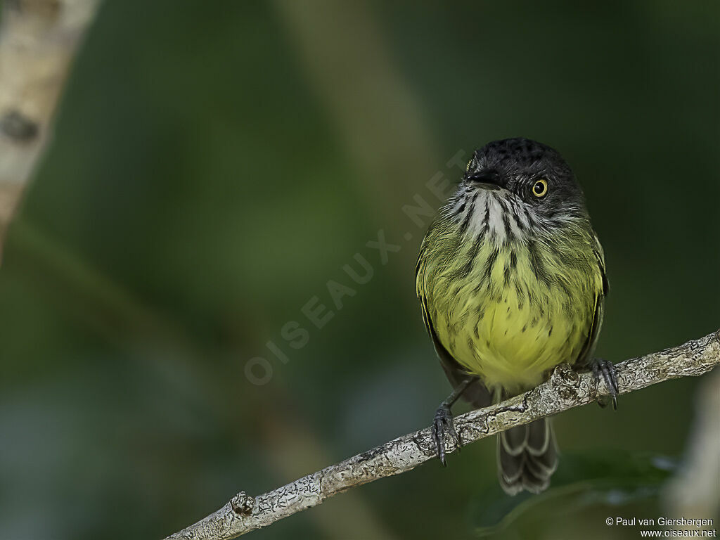 Spotted Tody-Flycatcheradult