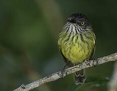 Spotted Tody-Flycatcher