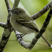 White-eyed Tody-Tyrant