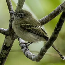 Todirostre zostérops