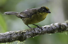 Choco Brushfinch