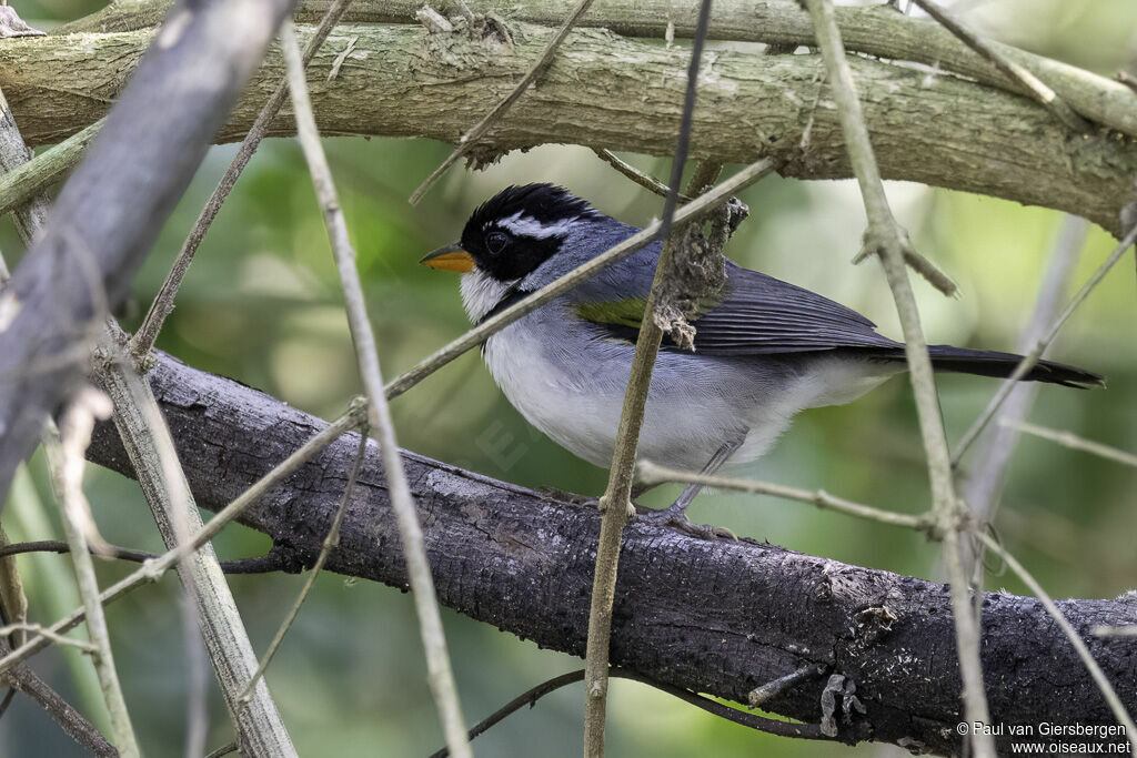 Tohi à bec jauneadulte, identification