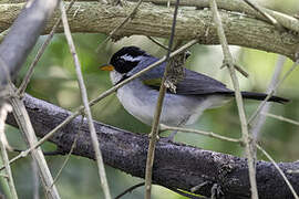 Saffron-billed Sparrow