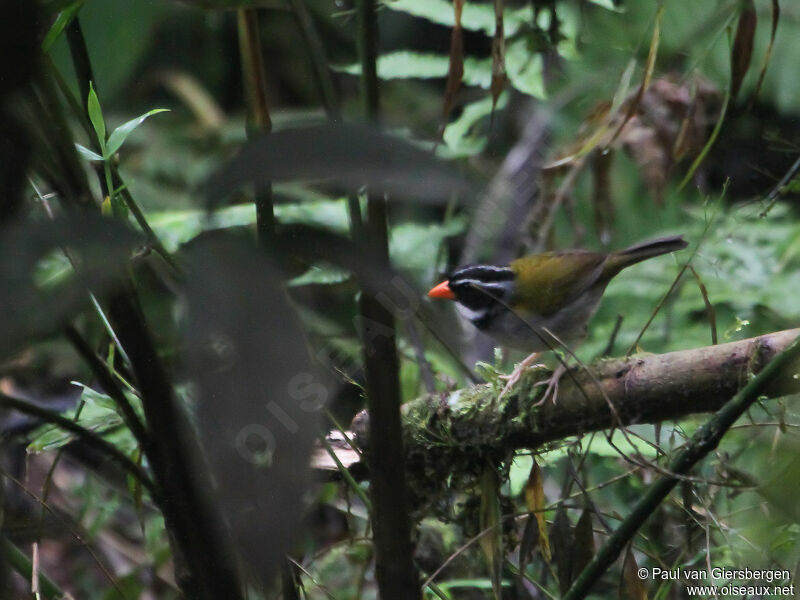 Orange-billed Sparrow