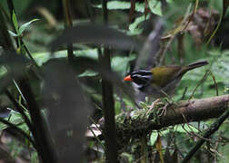 Orange-billed Sparrow